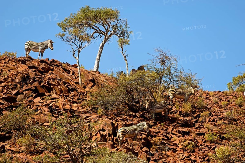 Hartmann's Mountain Zebra