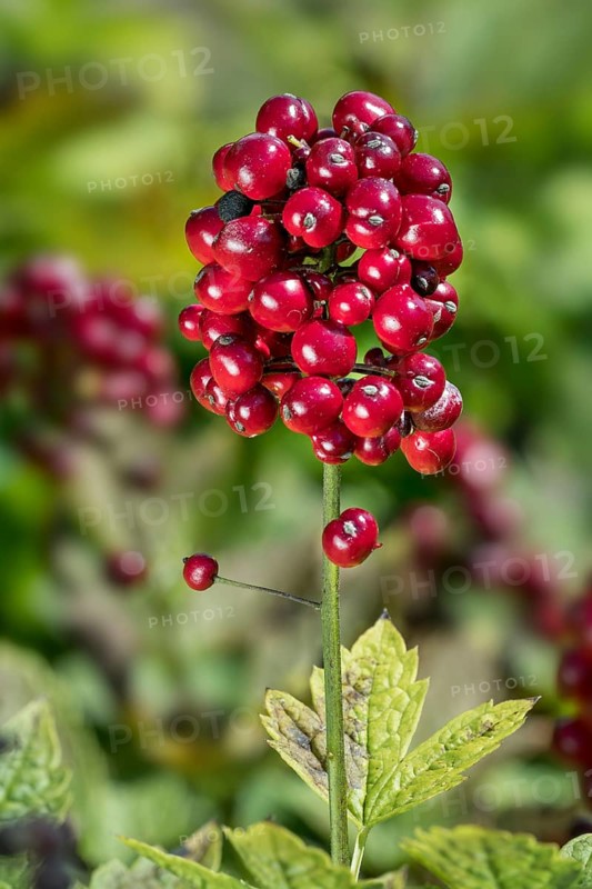 Eurasian Baneberry