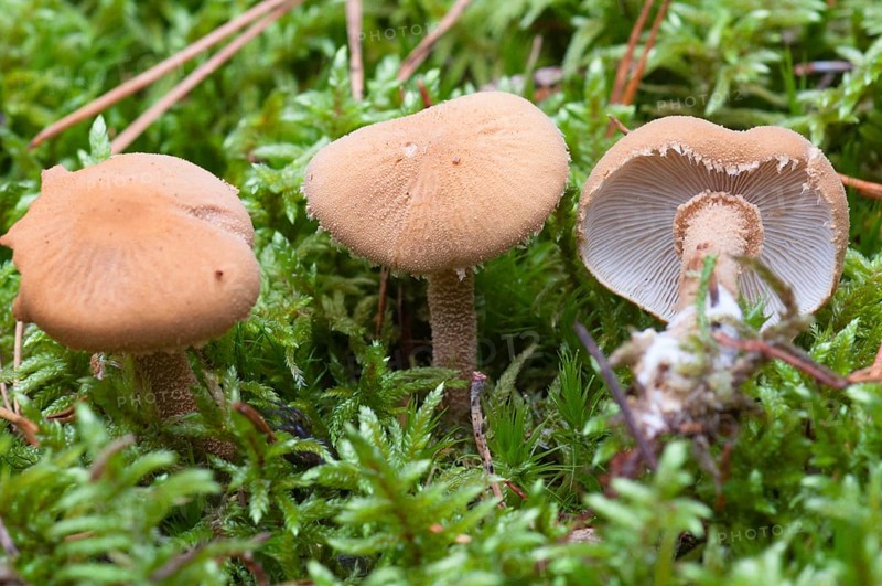 Amiant grain parasol
