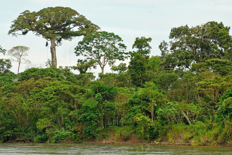 Napo River