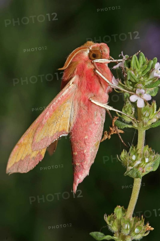 Small elephant hawk-moth