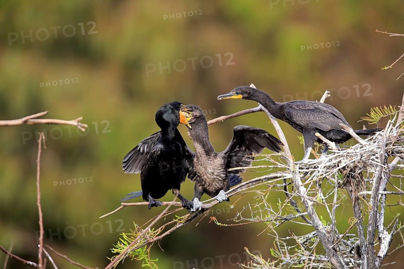 Olivaceous cormorant