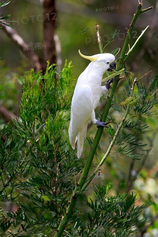 Sulphur-crested cockatoo