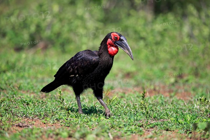 Southern ground hornbill