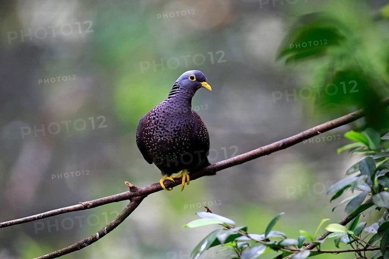 African Olive Pigeon