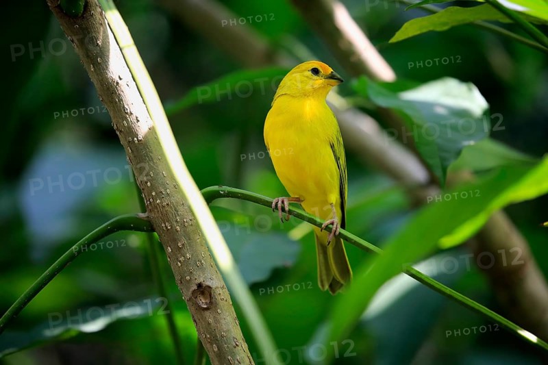 Saffron Finch