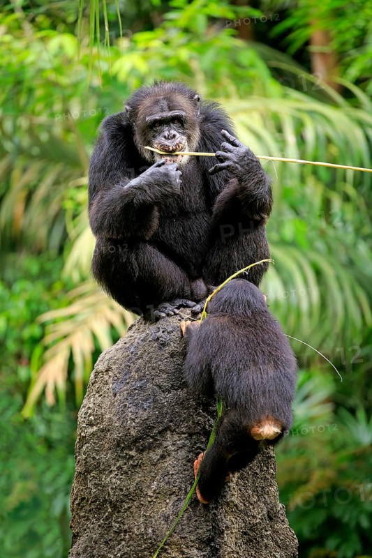 Chimpanzee