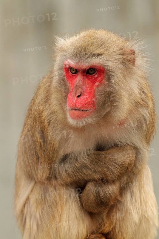 Red-faced macaque