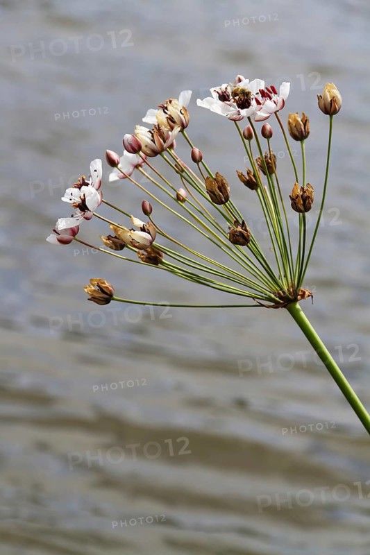Swan flower