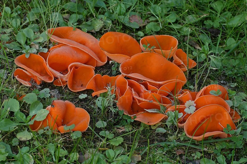 Common orange cupling