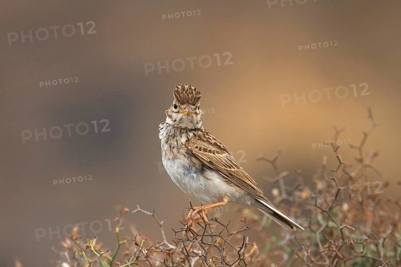 Lesser lesser short-toed lark