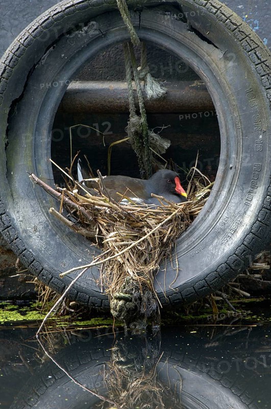 Common Moorhen
