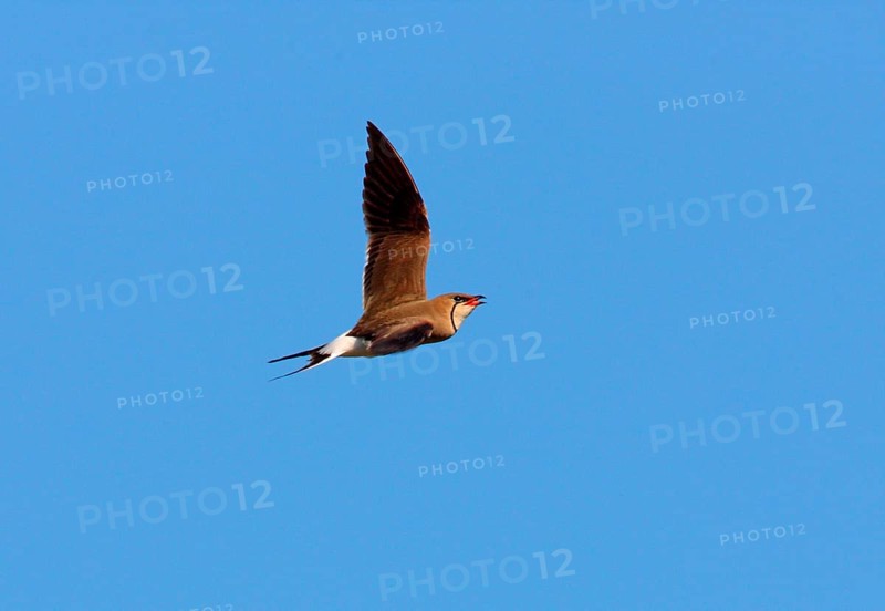 Collared Pratincole