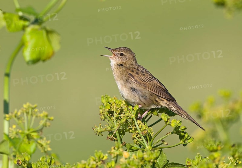 Grasshopper Warbler