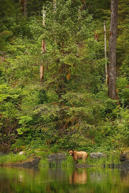 Adult grizzly bear
