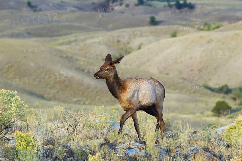 Young female American elk