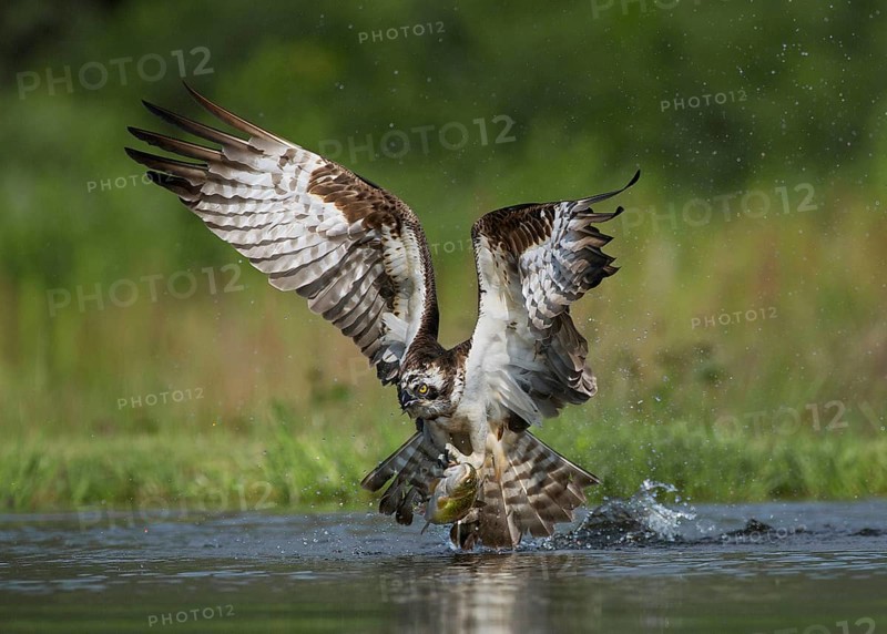 Osprey