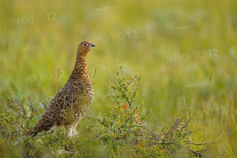 Willow Grouse