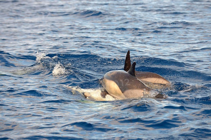 Short-beaked Common Dolphin