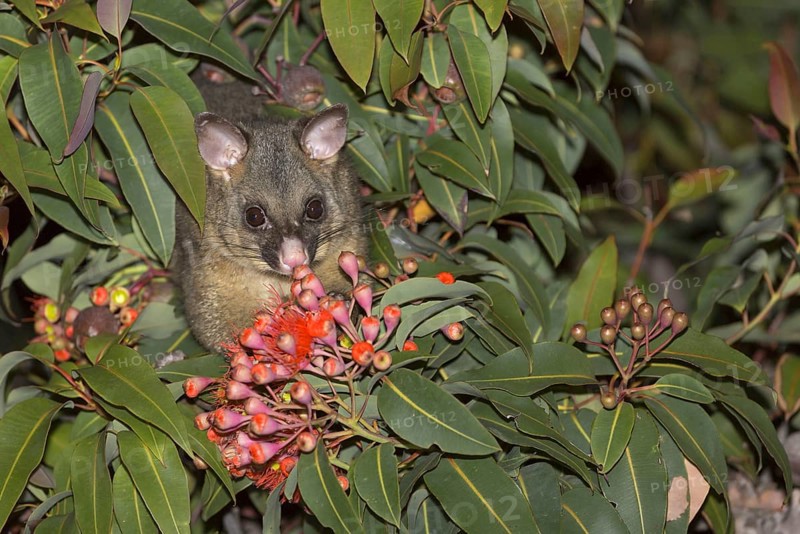 Common common brushtail possum