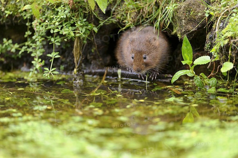 Eastern vole