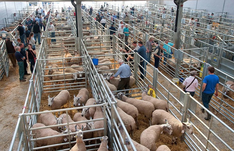 Domestic Sheep