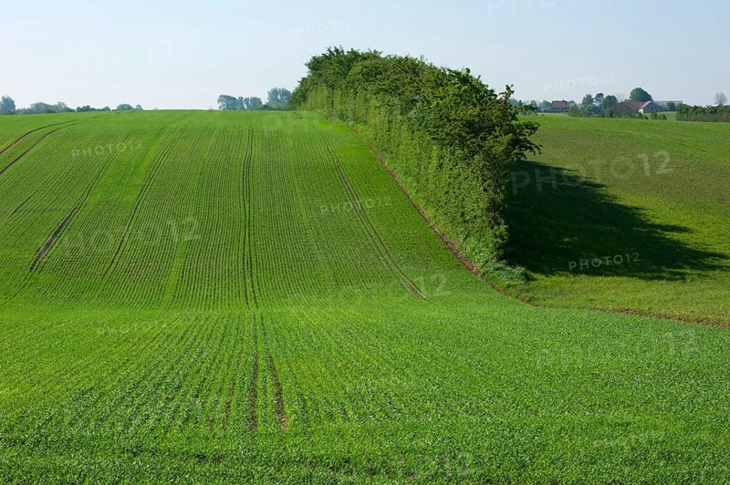 Field with seedling cereal crop and hedgerow