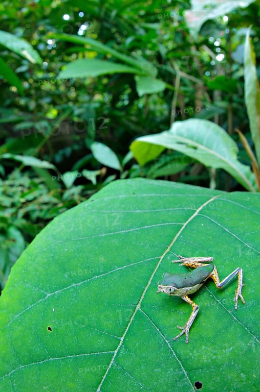 Tree frog