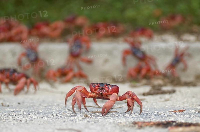 Christmas island red crab
