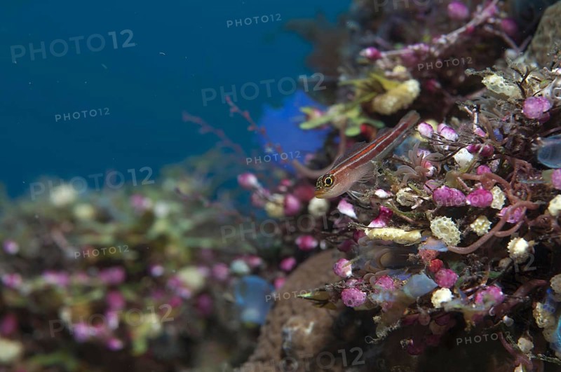 Striped triplefin
