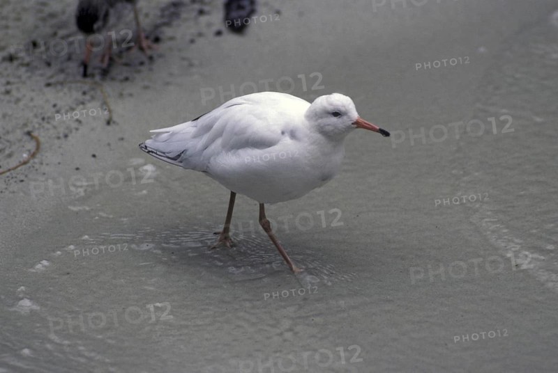 Ruff