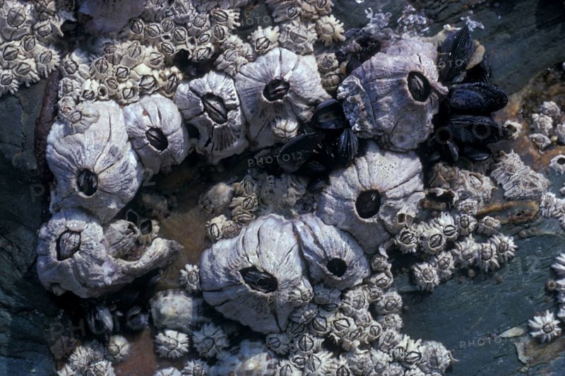 Mussel