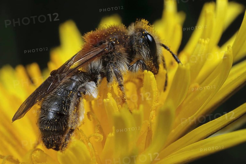 Early Mining Bee