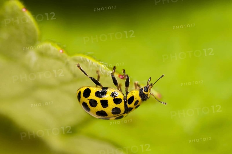 22-spot ladybird