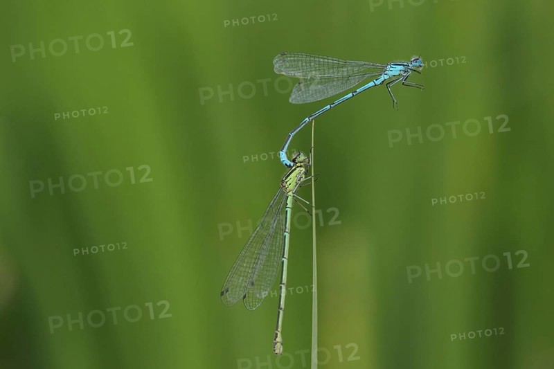 Azure Damselfly