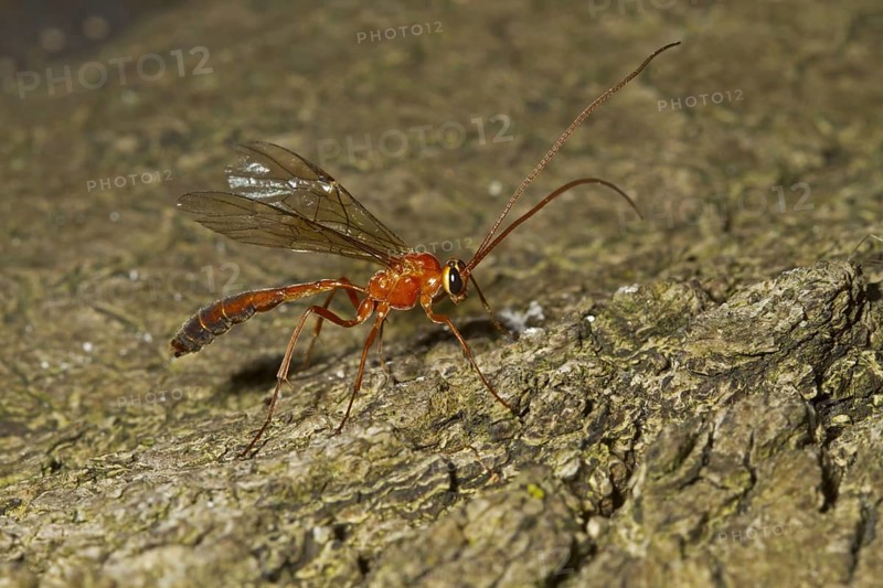 Sickle wasp