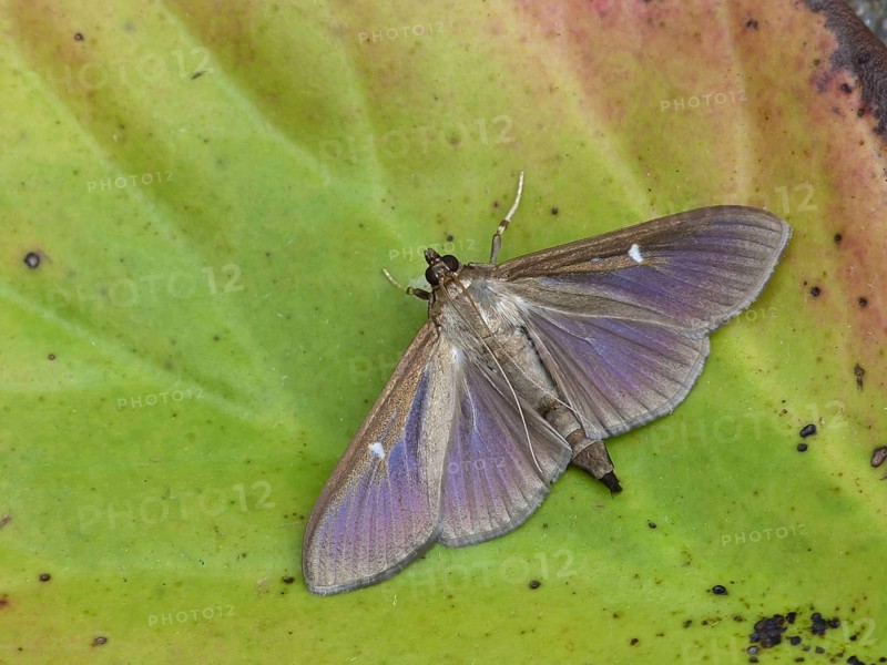Box tree moth
