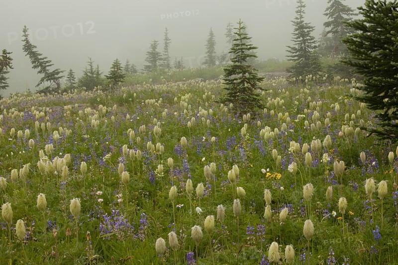 Seedlings of mountain pasque flower