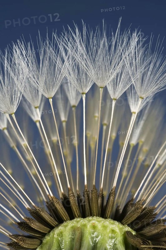 Parachutes or pappus of a dandelion