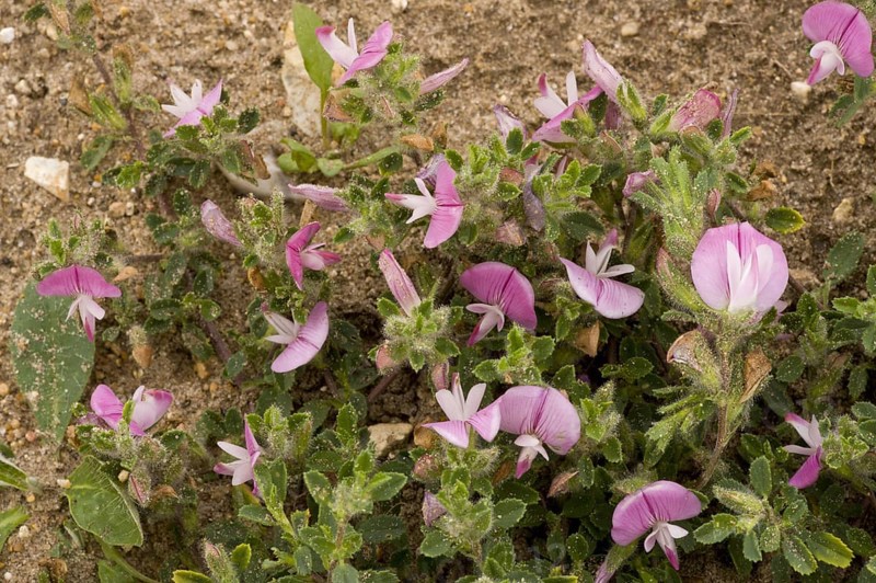 Common Restharrow