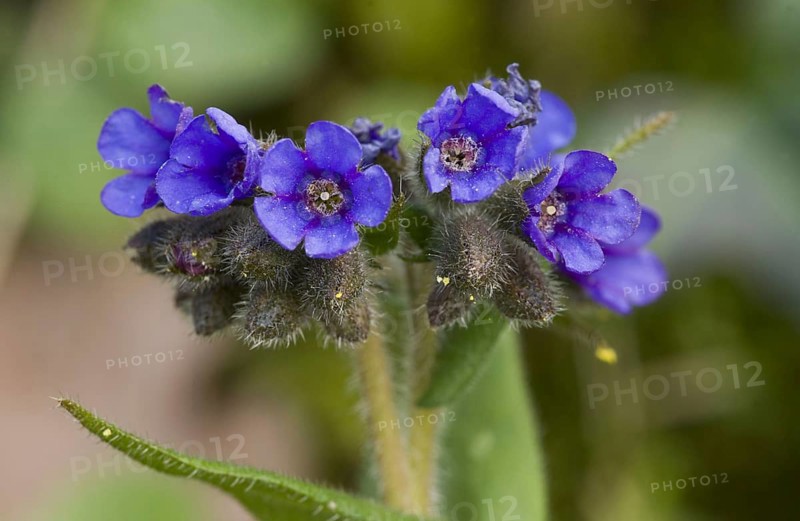 Narrow-leaved lungwort