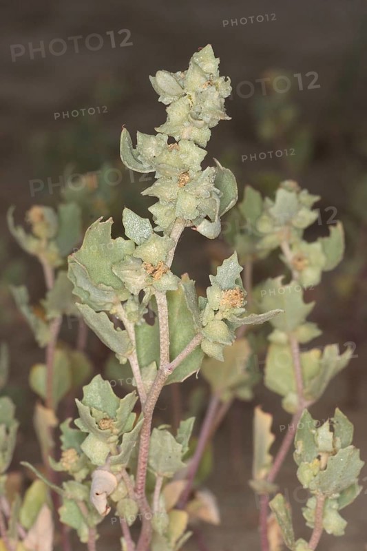 Frosted Orache