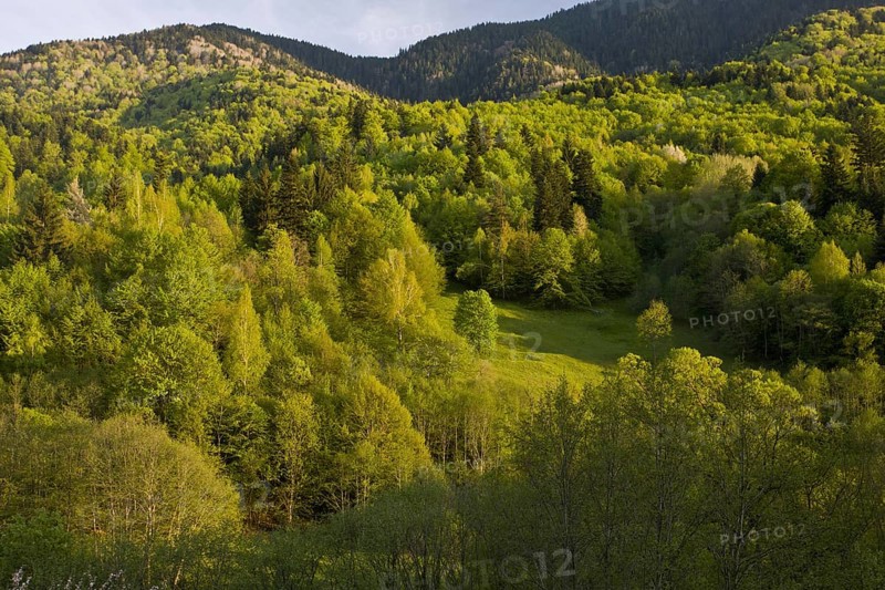 View of mixed woodland habitat