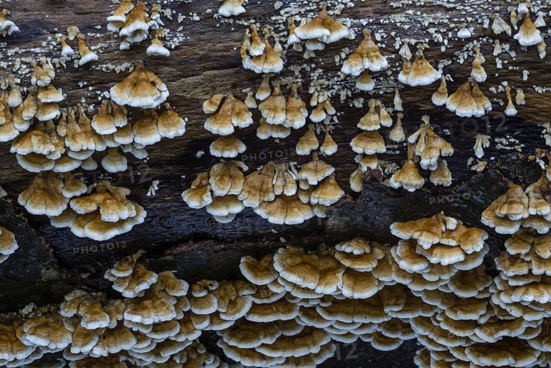 Banded polypore