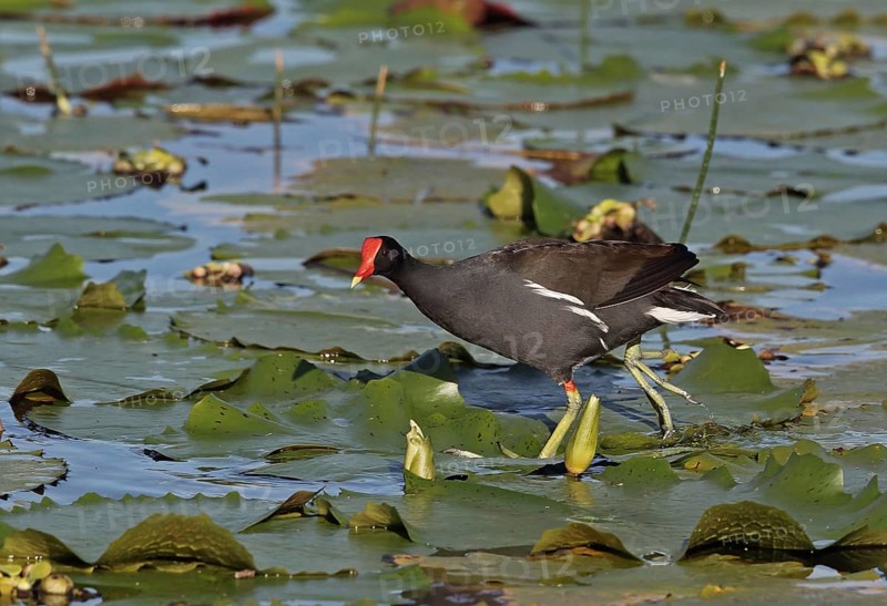 Common gallinule
