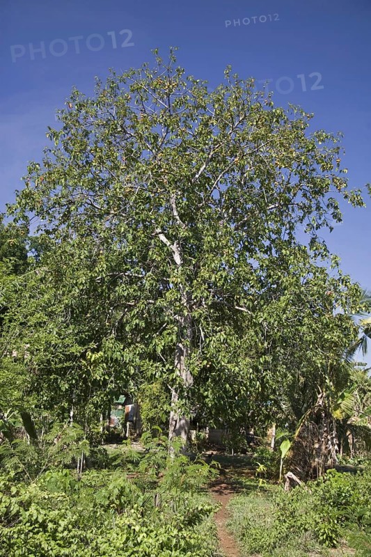 Santol