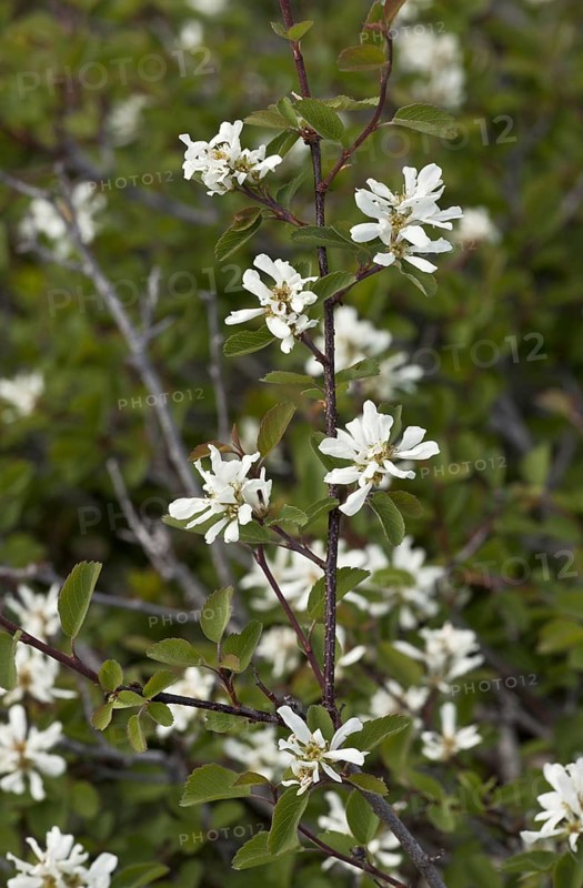 Utah Serviceberry