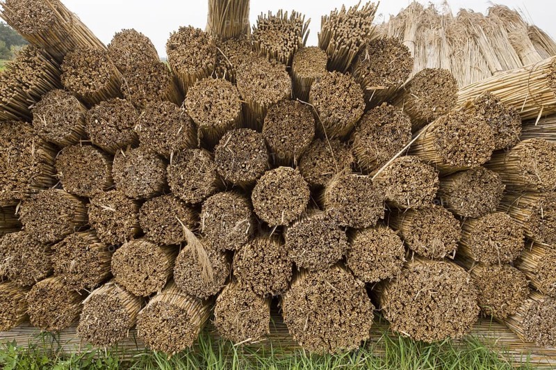 Reed cutting