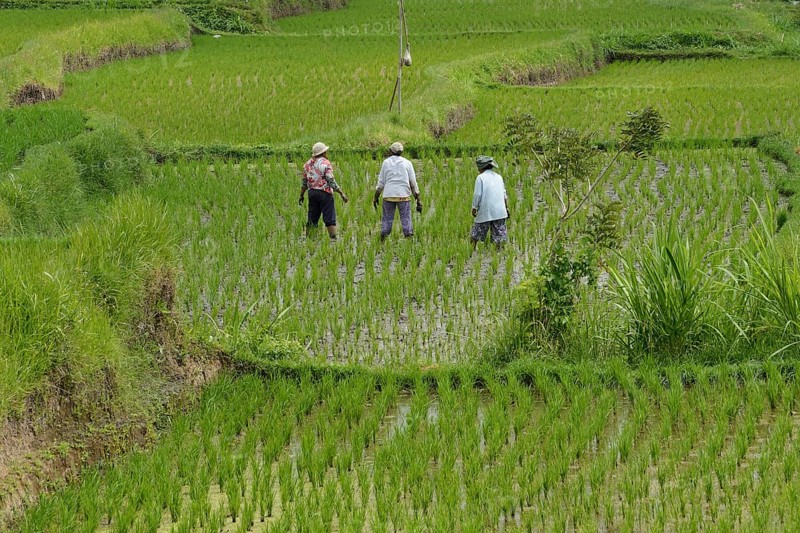 Women working in rice paddies and rice terraces