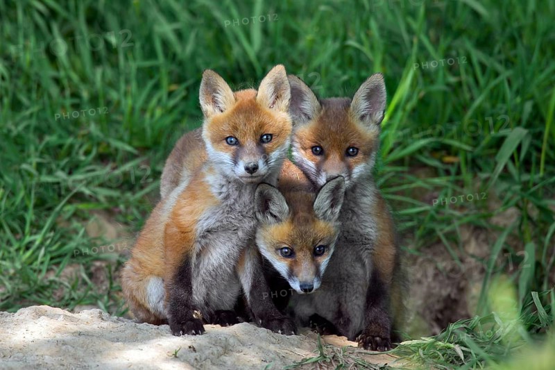 Three cute red fox